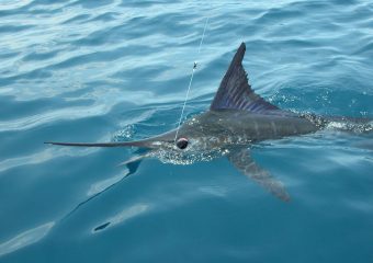 Img2006-05-16_0003-XL