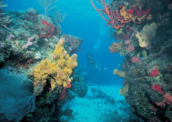 arrecife mesoamericano2